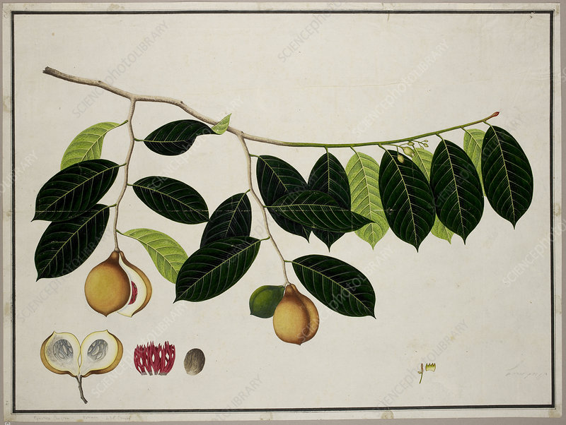 ĐỀ THI IELTS READING VÀ ĐÁP ÁN Nutmeg a valuable spice